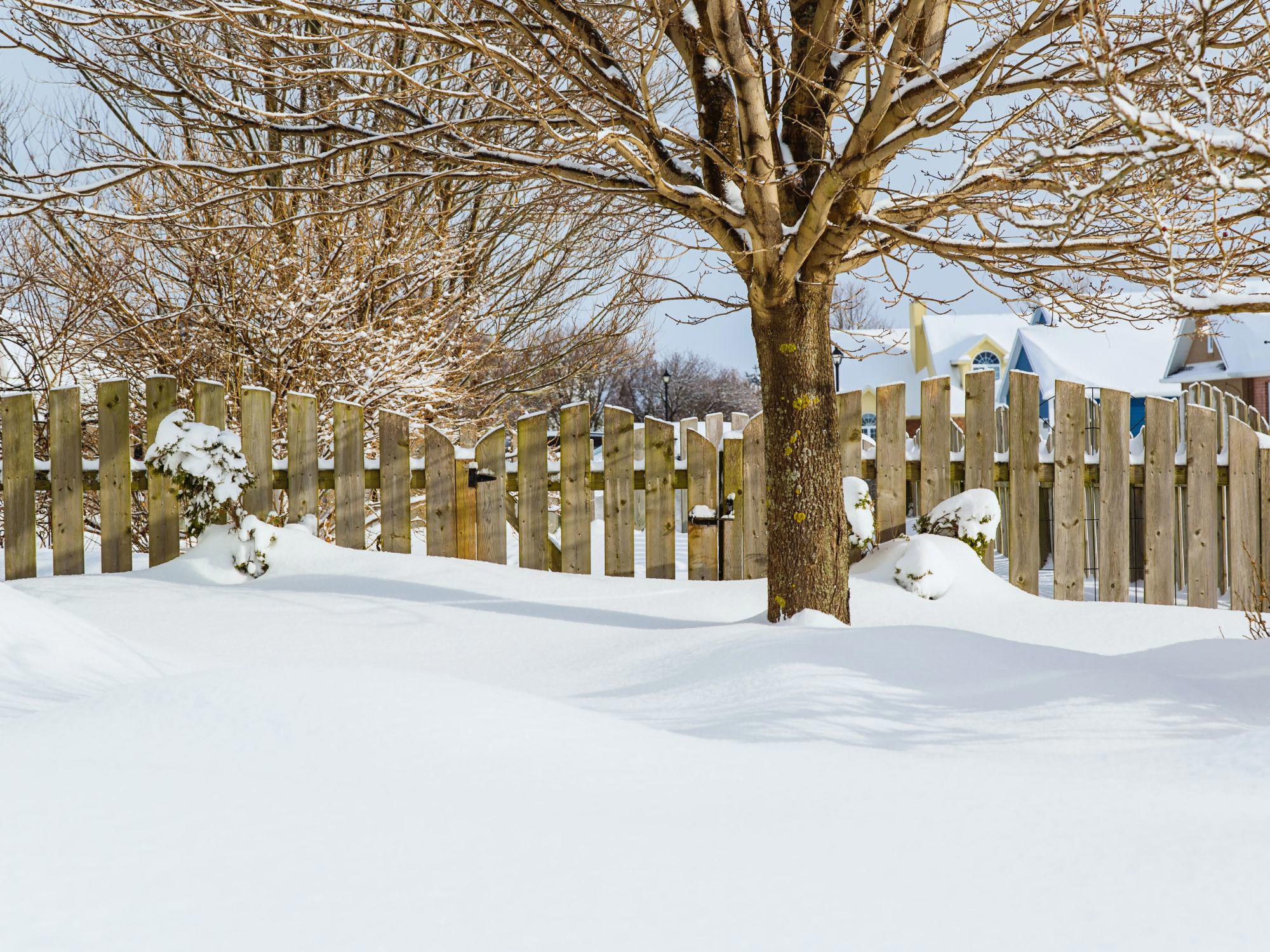 Snow-covered garden with a large tree and wooden fence, capturing the serene beauty and stillness of a winter landscape in December. Snow-covered garden with a large tree and wooden fence, capturing the serene beauty and stillness of a winter landscape in December.