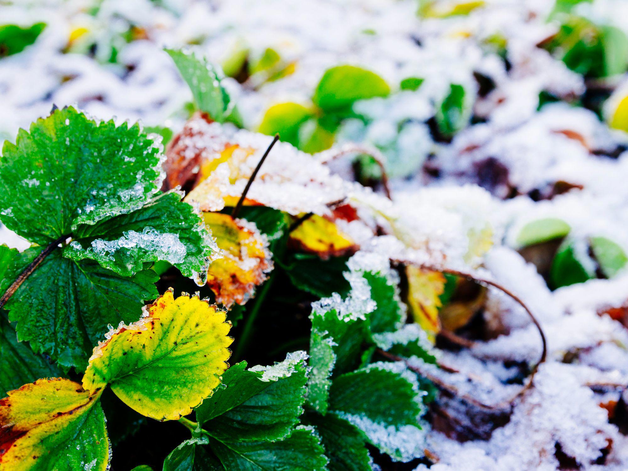 Strawberry plants with green and yellow leaves covered in frost, illustrating winter gardening conditions and the impact of cold weather on plant health in January. Strawberry plants with green and yellow leaves covered in frost, illustrating winter gardening conditions and the impact of cold weather on plant health in January.