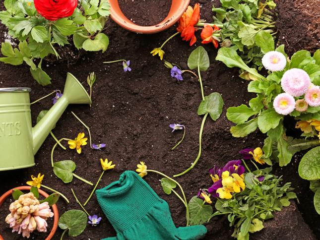Gardening scene with a green watering can, colourful flowers in pots and soil, and a pair of green gardening gloves placed near the centre. Gardening scene with a green watering can, colourful flowers in pots and soil, and a pair of green gardening gloves placed near the centre.