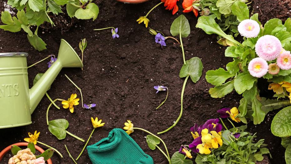 Gardening scene with a green watering can, colourful flowers in pots and soil, and a pair of green gardening gloves placed near the centre. Gardening scene with a green watering can, colourful flowers in pots and soil, and a pair of green gardening gloves placed near the centre.