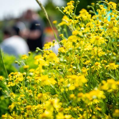 Close-up of vibrant yellow flowers with blurred people and greenery in the background, suggesting an outdoor community activity or garden setting.