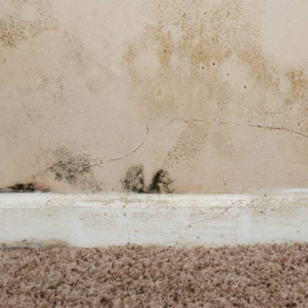 Lower wall section with visible mold growth and cracks near the baseboard above carpeted flooring, indicating rising damp and structural damage.