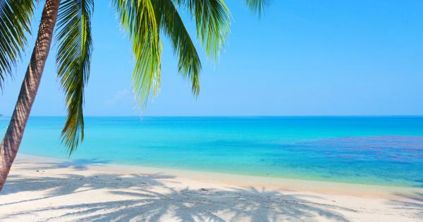 Tropical beach with white sand, turquoise ocean, and clear blue sky. Palm tree leaves hang from the top left, casting shadows on the sand.