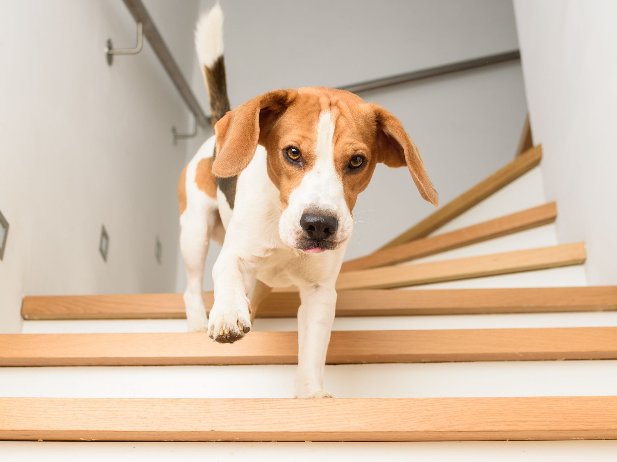 A beagle dog with a white and brown coat walks down a light wooden staircase indoors, looking directly at the camera with one paw raised mid-step. The staircase features white walls and a metal handrail on the left.