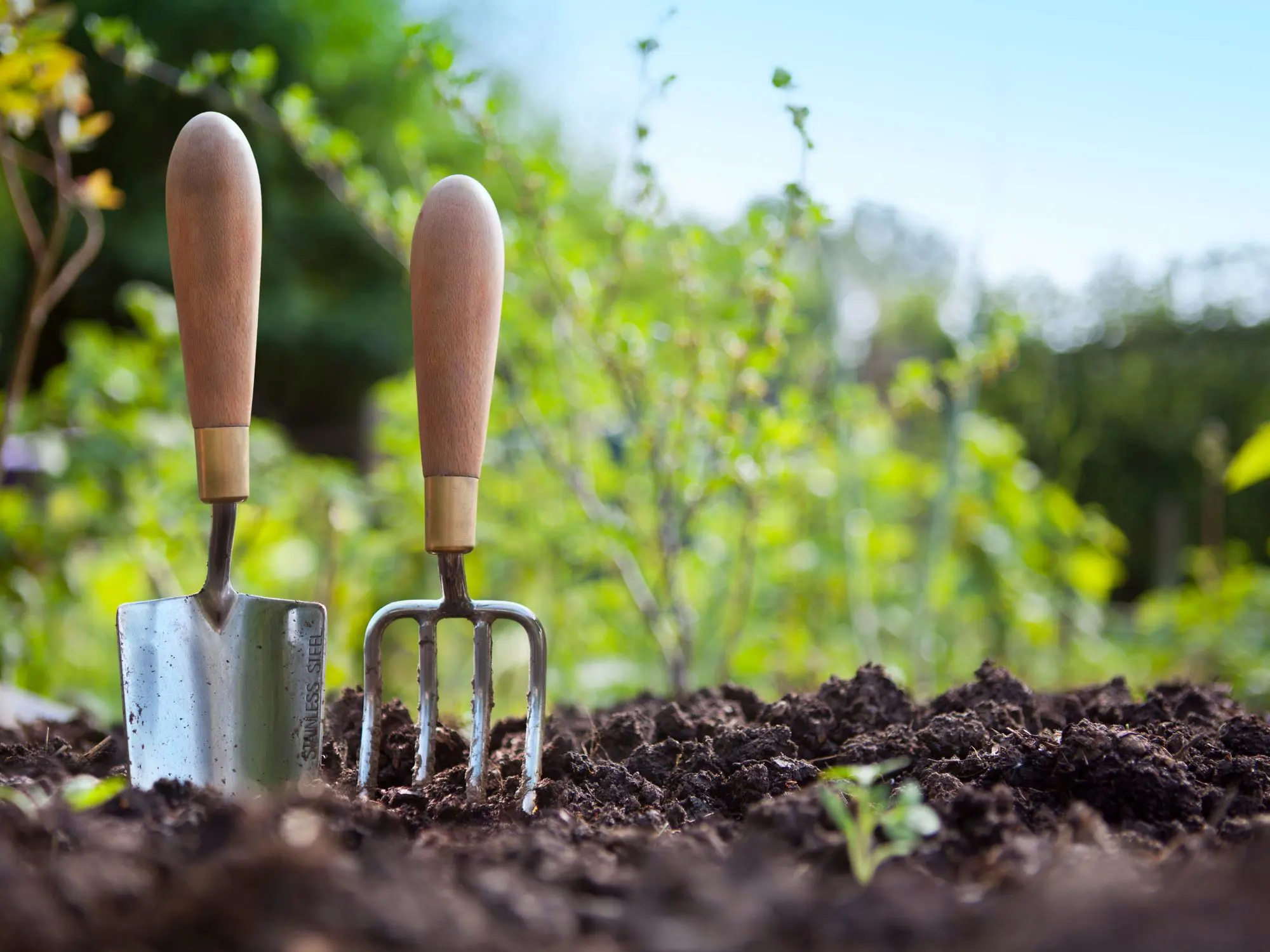 A trowel and hand fork with wooden handles are inserted into garden soil, surrounded by green plants—representing gardening tools in use outdoors.