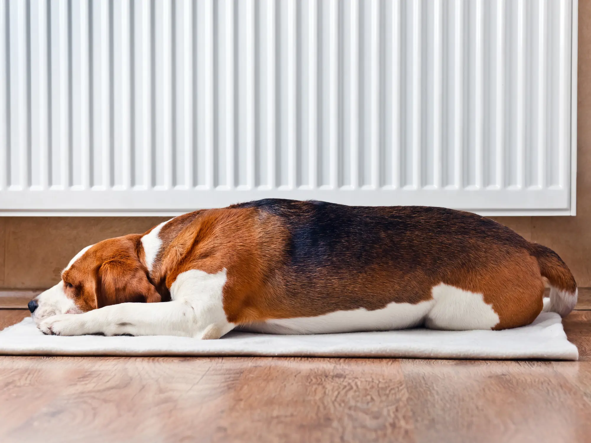 Tricolor dog lying on a white mat in front of a radiator on wooden flooring, indoors.