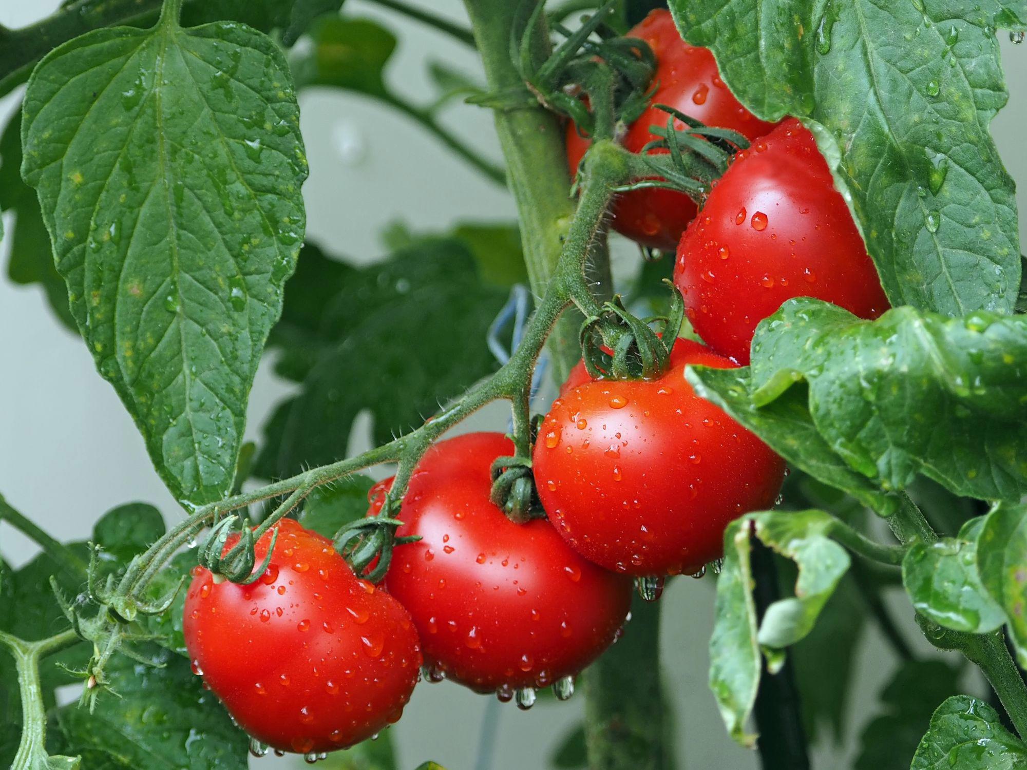 Cluster of ripe red tomatoes on the vine, covered in water droplets, surrounded by lush green leaves.