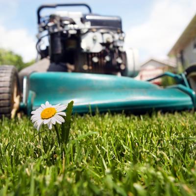 Close-up of a daisy flower in a lawn with a blurred lawnmower in the background, suggesting garden maintenance.