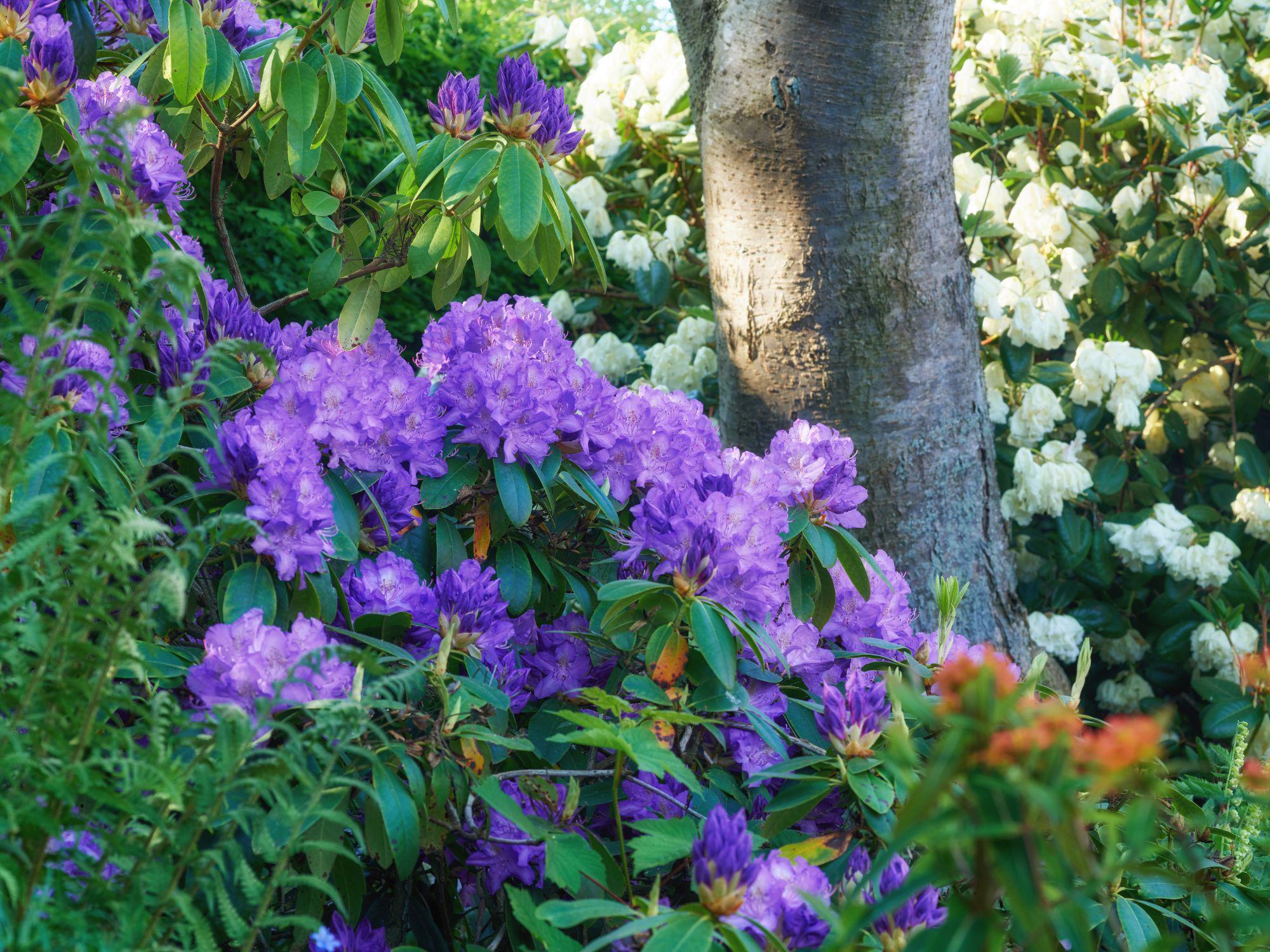 Vibrant garden with blooming purple rhododendrons, white flowers, and lush green foliage, capturing the full bloom and colour of late spring in May. Vibrant garden with blooming purple rhododendrons, white flowers, and lush green foliage, capturing the full bloom and colour of late spring in May.