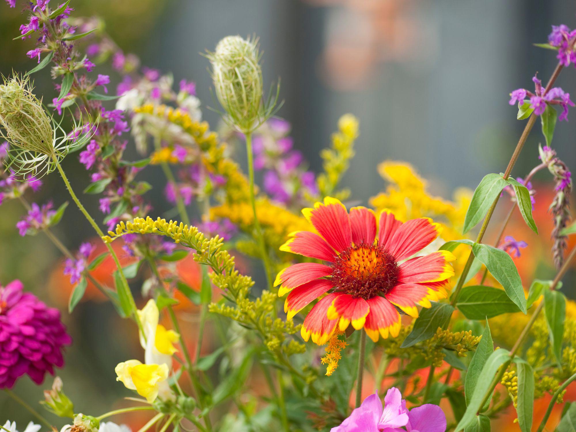 Bright red and yellow flower with an orange center surrounded by a mix of purple, pink, and yellow wildflowers, capturing the rich colours and full bloom of late summer in August. Bright red and yellow flower with an orange center surrounded by a mix of purple, pink, and yellow wildflowers, capturing the rich colours and full bloom of late summer in August.