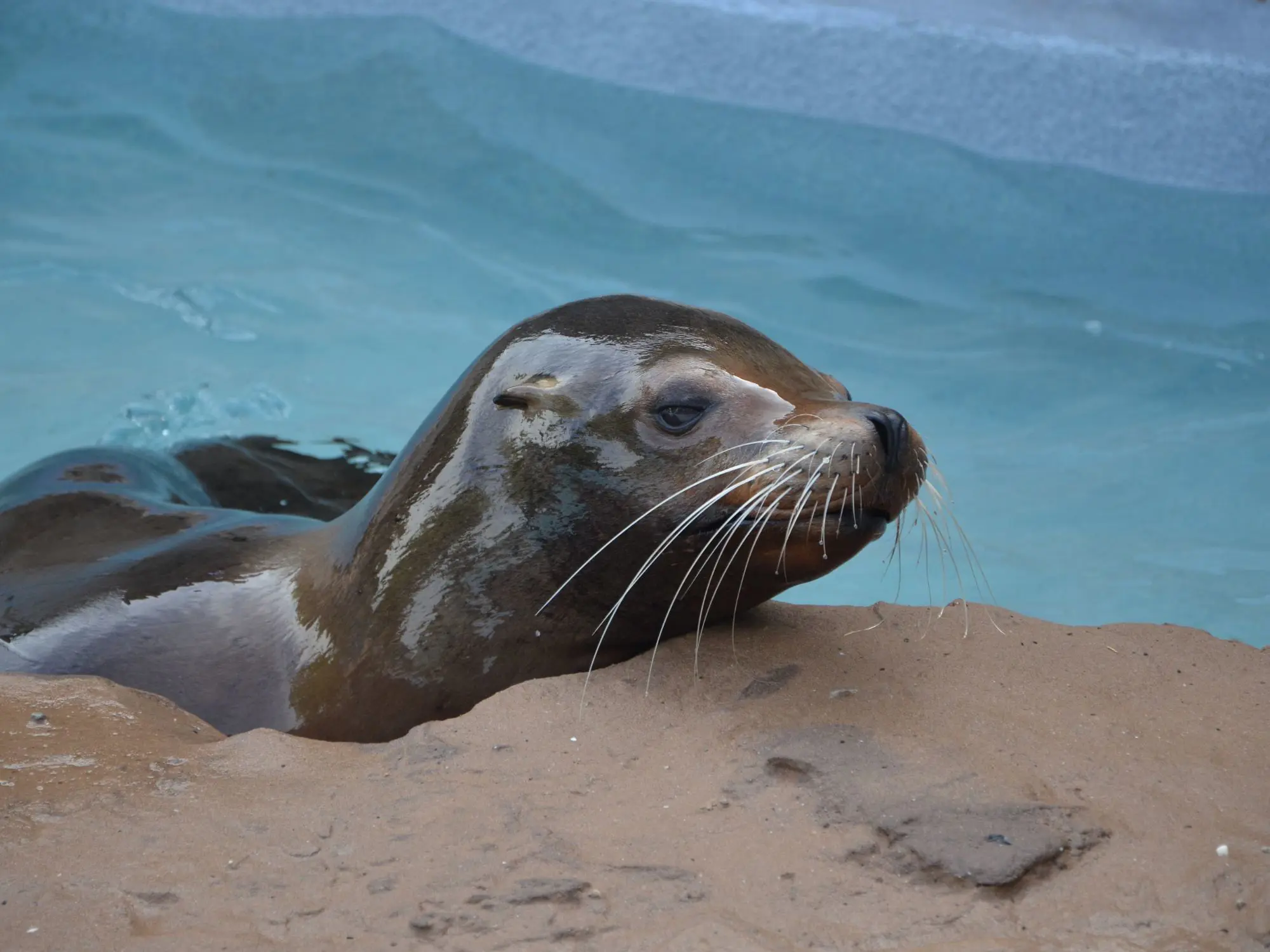 A sea lion resting on a sandy edge beside a pool of clear blue water. Its head and upper body are visible, with smooth brown fur, lighter patches near the eyes, and long white whiskers. The water behind it has gentle ripples and a concrete border.