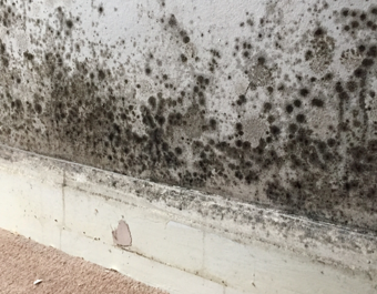 Interior wall with extensive dark mold patches concentrated near the white baseboard, which shows signs of damage. The adjacent floor is covered with light brown carpet.