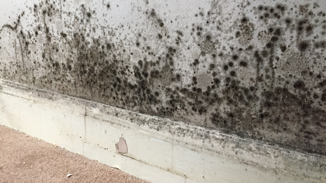 Interior wall with extensive dark mold patches concentrated near the white baseboard, which shows signs of damage. The adjacent floor is covered with light brown carpet.