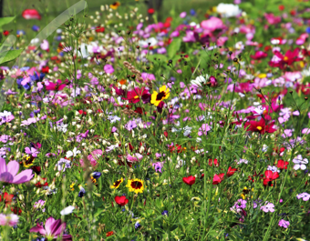 Vibrant field of densely packed wildflowers in red, yellow, pink, purple, and white.