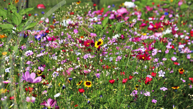 Vibrant field of densely packed wildflowers in red, yellow, pink, purple, and white.