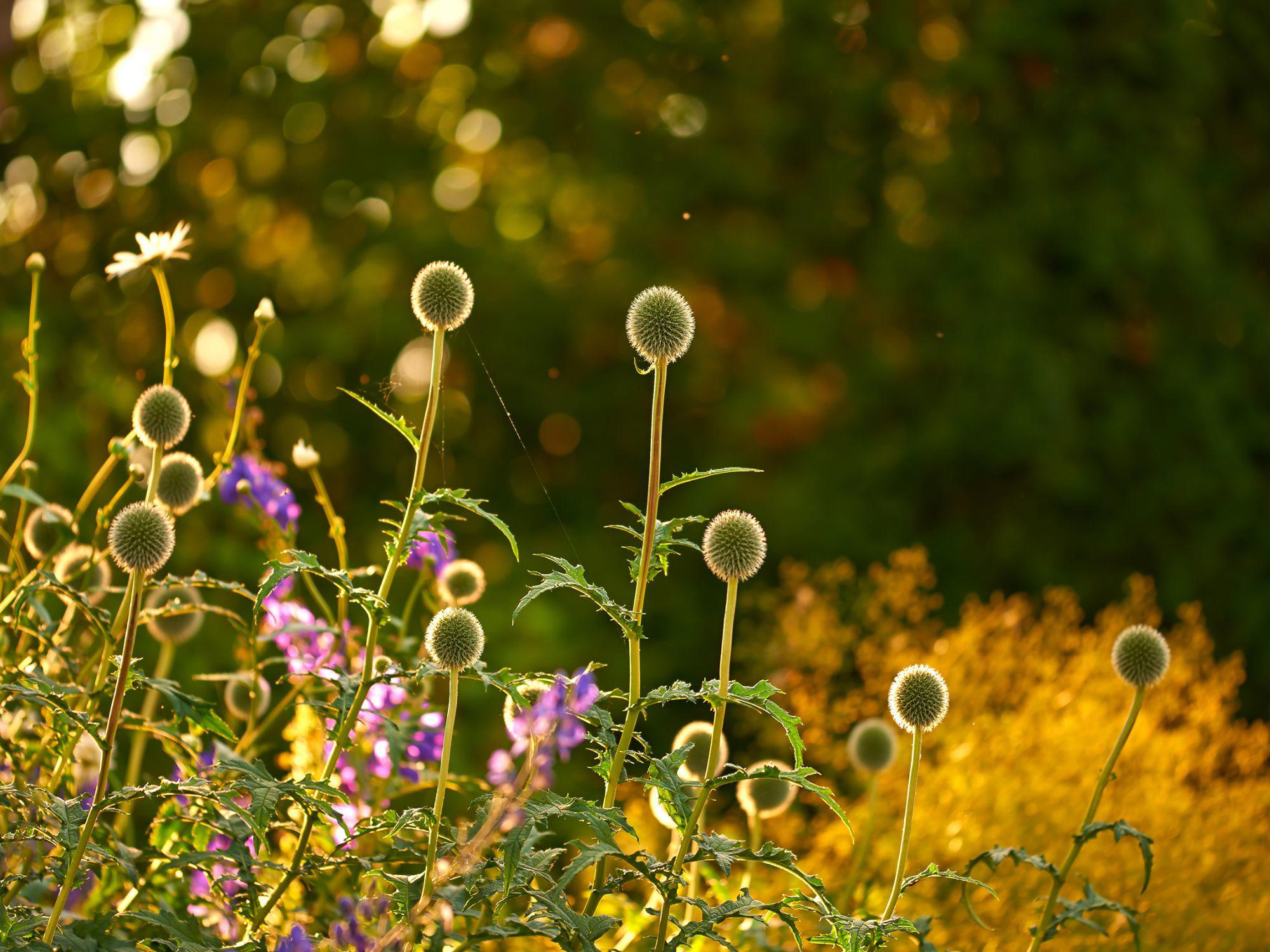 Autumn garden with tall thistle-like plants, purple and white flowers, and yellowing foliage bathed in warm sunlight, reflecting the late-season blooms and colours of October. Autumn garden with tall thistle-like plants, purple and white flowers, and yellowing foliage bathed in warm sunlight, reflecting the late-season blooms and colours of October.