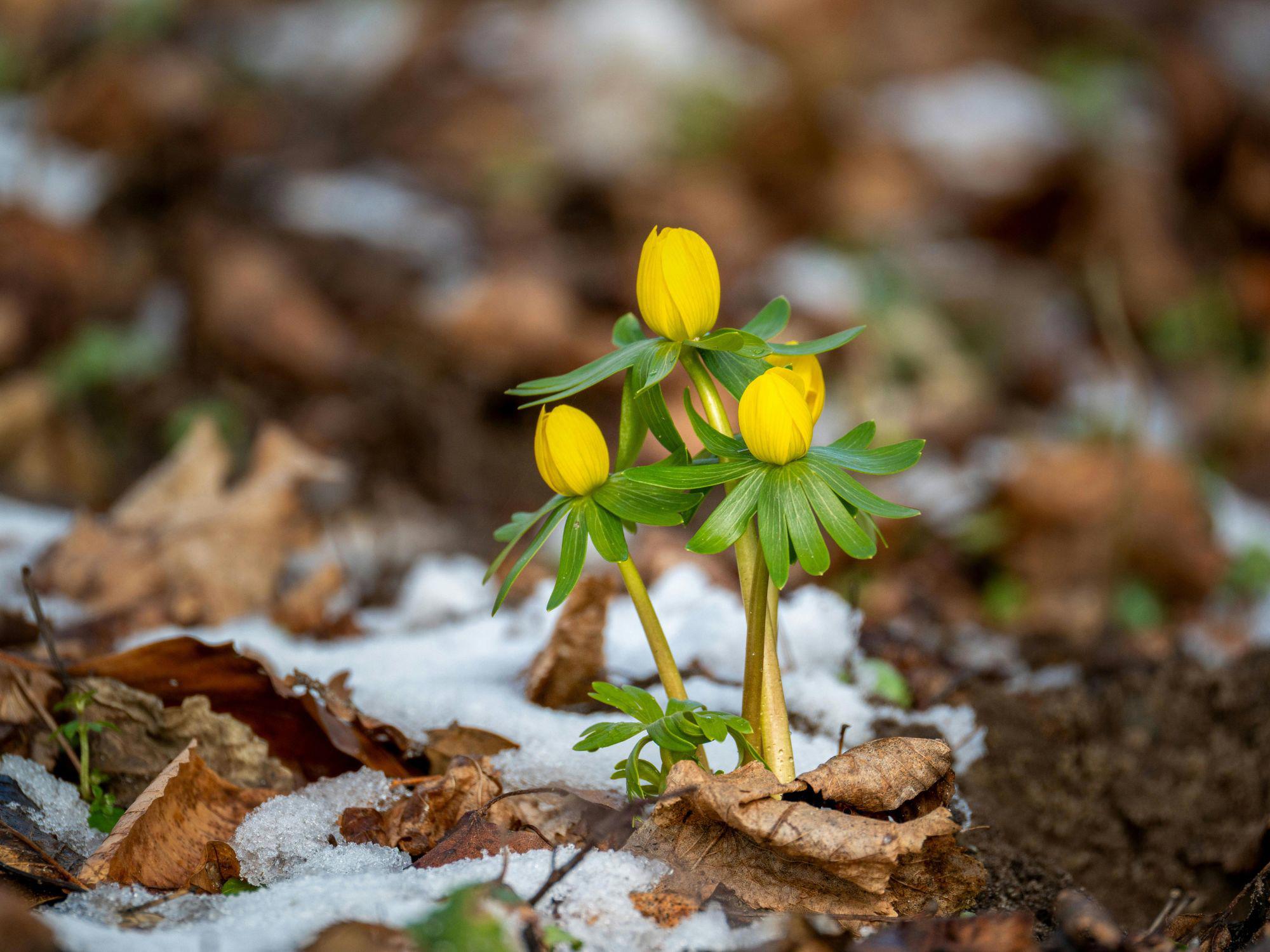 Yellow flowers emerging through fallen leaves and patches of snow, symbolising early spring growth and the seasonal transition from winter to spring in February. Yellow flowers emerging through fallen leaves and patches of snow, symbolising early spring growth and the seasonal transition from winter to spring in February.