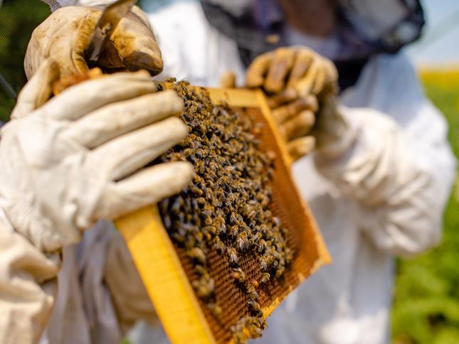 Two individuals in protective beekeeping suits and gloves holding a wooden frame covered with bees. Two individuals in protective beekeeping suits and gloves holding a wooden frame covered with bees.