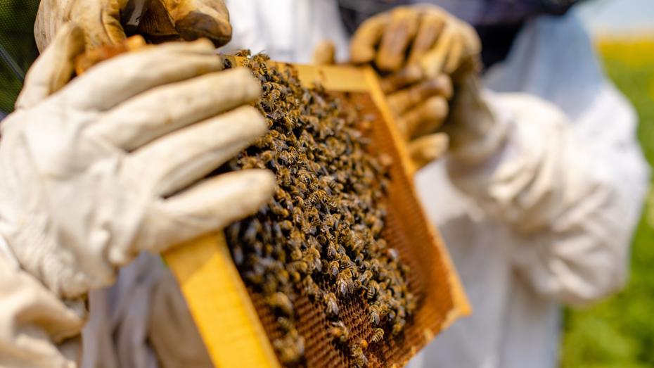 Two individuals in protective beekeeping suits and gloves holding a wooden frame covered with bees. Two individuals in protective beekeeping suits and gloves holding a wooden frame covered with bees.
