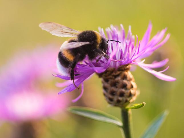A bumblebee collecting nectar from a vibrant purple flower, illustrating pollination in action." A bumblebee collecting nectar from a vibrant purple flower, illustrating pollination in action."