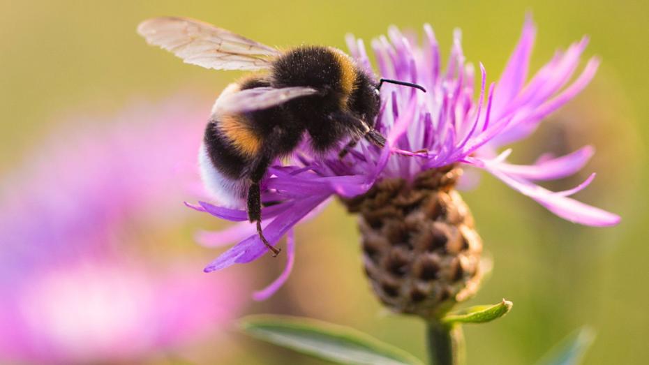 A bumblebee collecting nectar from a vibrant purple flower, illustrating pollination in action." A bumblebee collecting nectar from a vibrant purple flower, illustrating pollination in action."