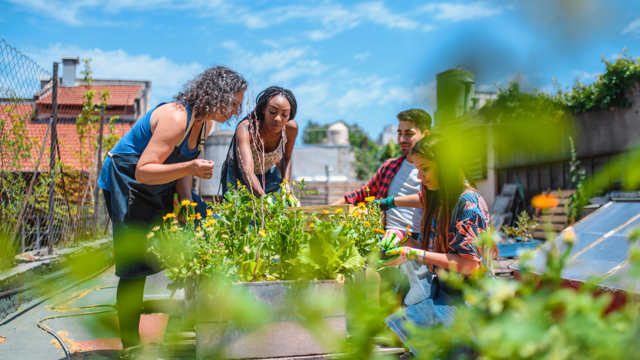 Four people tending to plants in a raised garden bed on a rooftop, with urban buildings in the background, highlighting a community gardening activity.