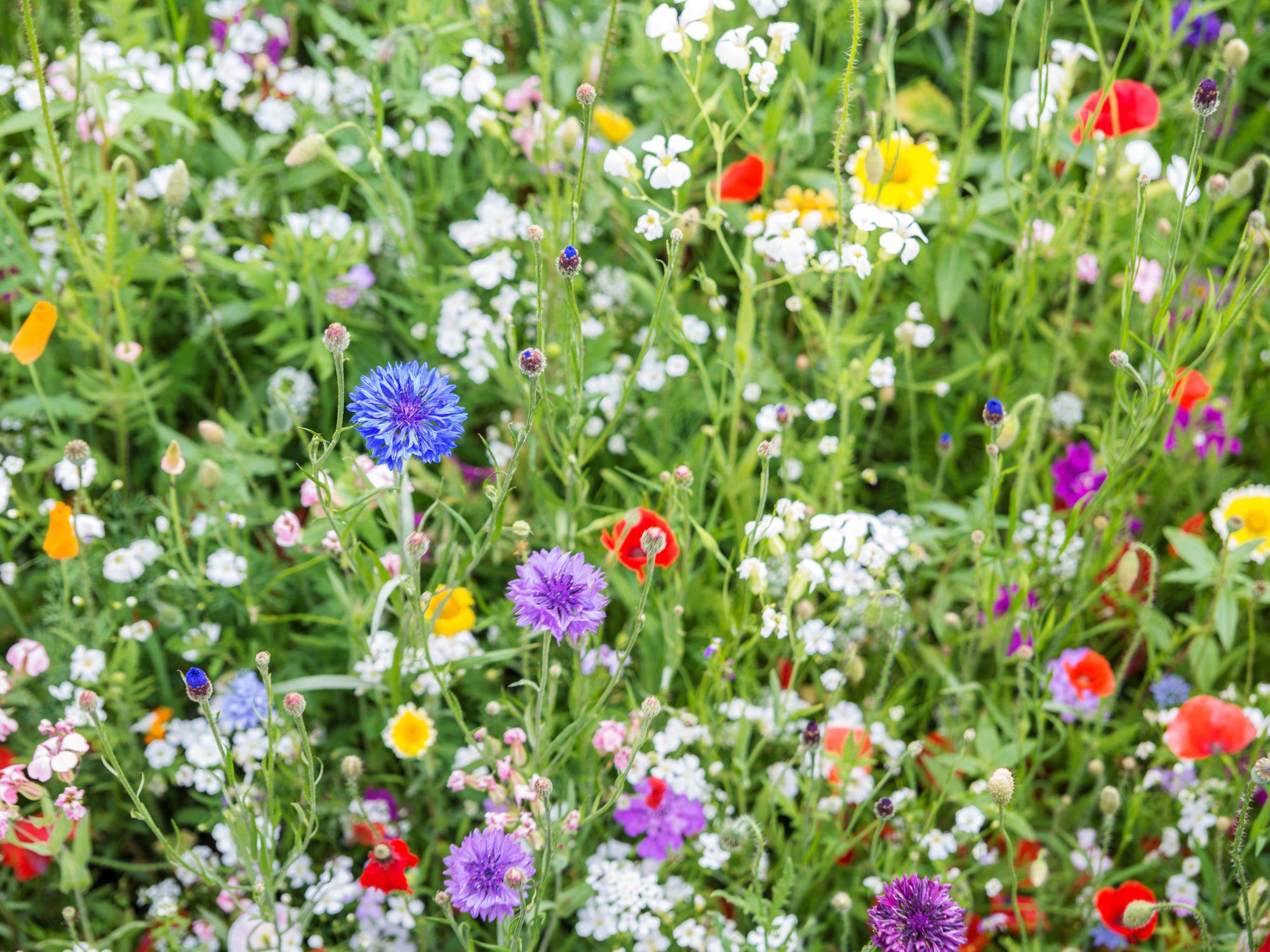 Dense wildflower meadow in full bloom with a mix of blue, purple, red, yellow, white, and pink flowers, showcasing the vibrant colours and lush growth typical of June. Dense wildflower meadow in full bloom with a mix of blue, purple, red, yellow, white, and pink flowers, showcasing the vibrant colours and lush growth typical of June.