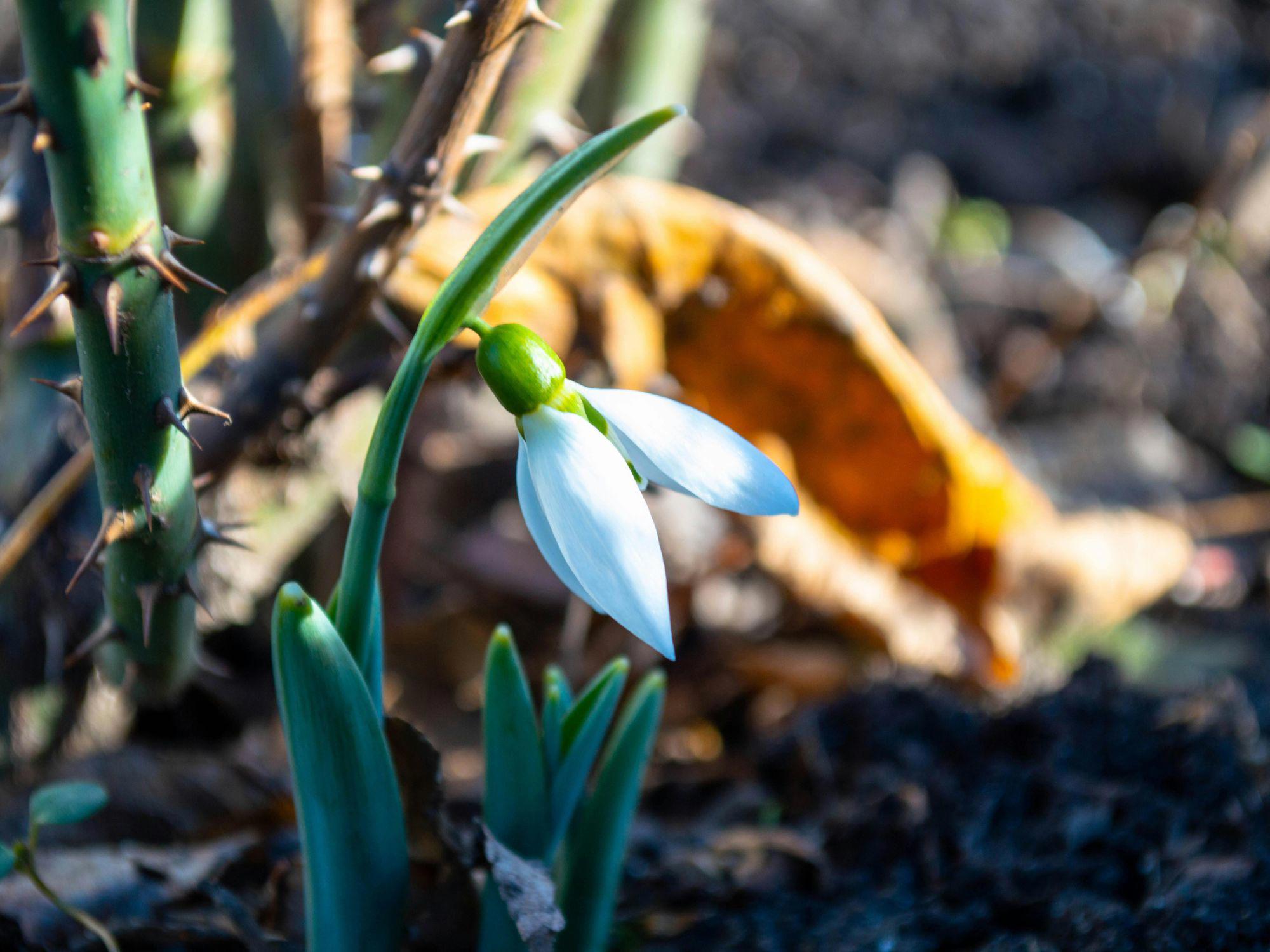 Close-up of a blooming snowdrop flower with white petals and green stem, surrounded by thorny branches and a fallen leaf, marking the early signs of spring in March. Close-up of a blooming snowdrop flower with white petals and green stem, surrounded by thorny branches and a fallen leaf, marking the early signs of spring in March.