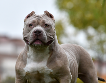 A muscular grey and white dog with cropped ears stands alert outdoors, with greenery and buildings blurred in the background.