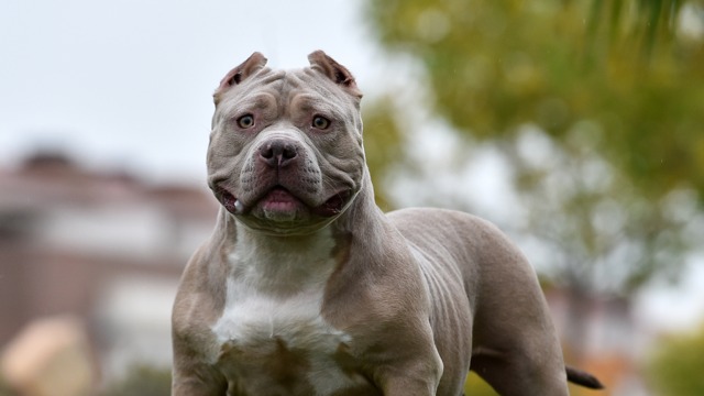 A muscular grey and white dog with cropped ears stands alert outdoors, with greenery and buildings blurred in the background.