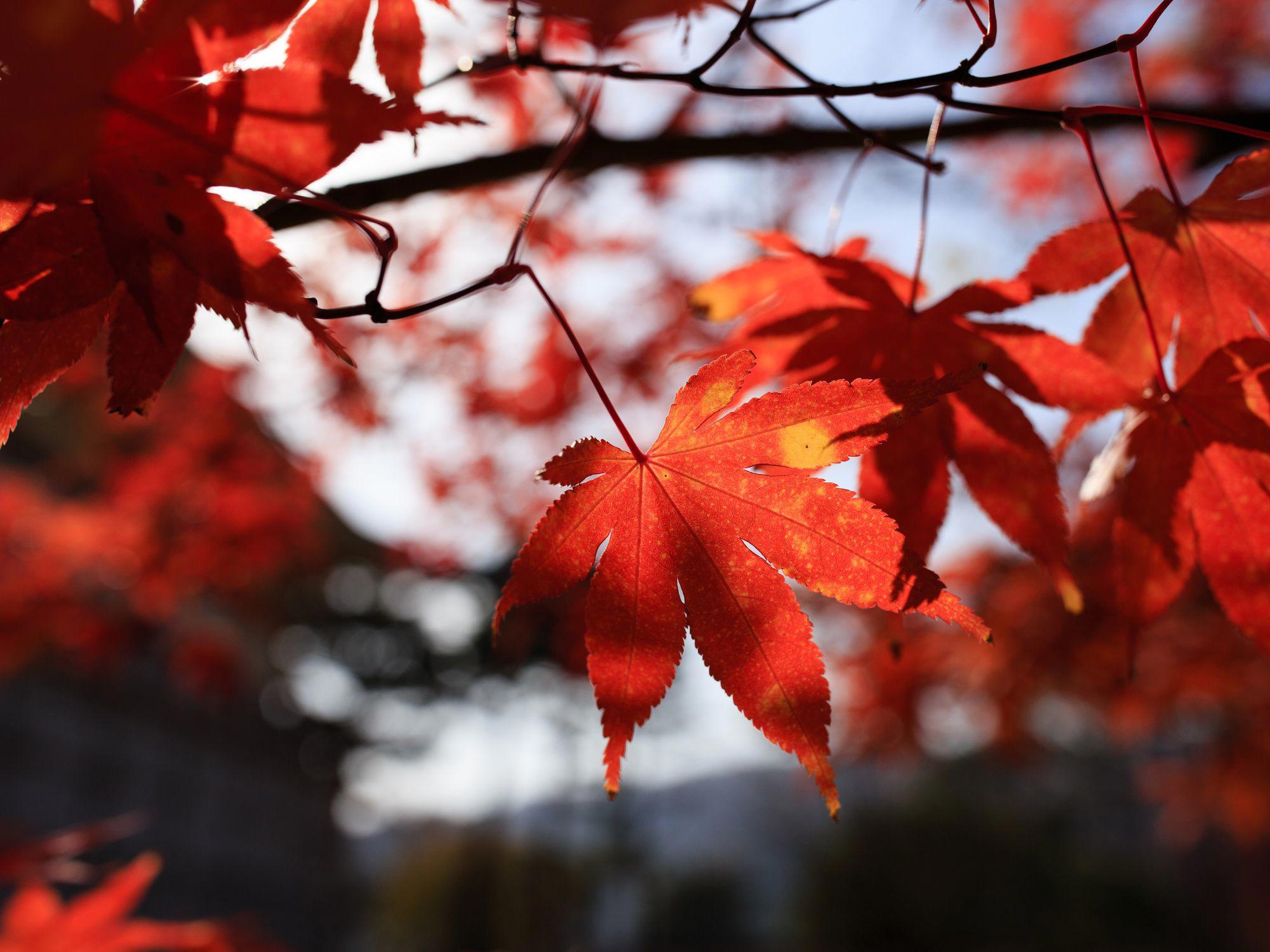 Close-up of vibrant red maple leaves backlit by sunlight, capturing the early autumn colours and seasonal transition typical of September. Close-up of vibrant red maple leaves backlit by sunlight, capturing the early autumn colours and seasonal transition typical of September.