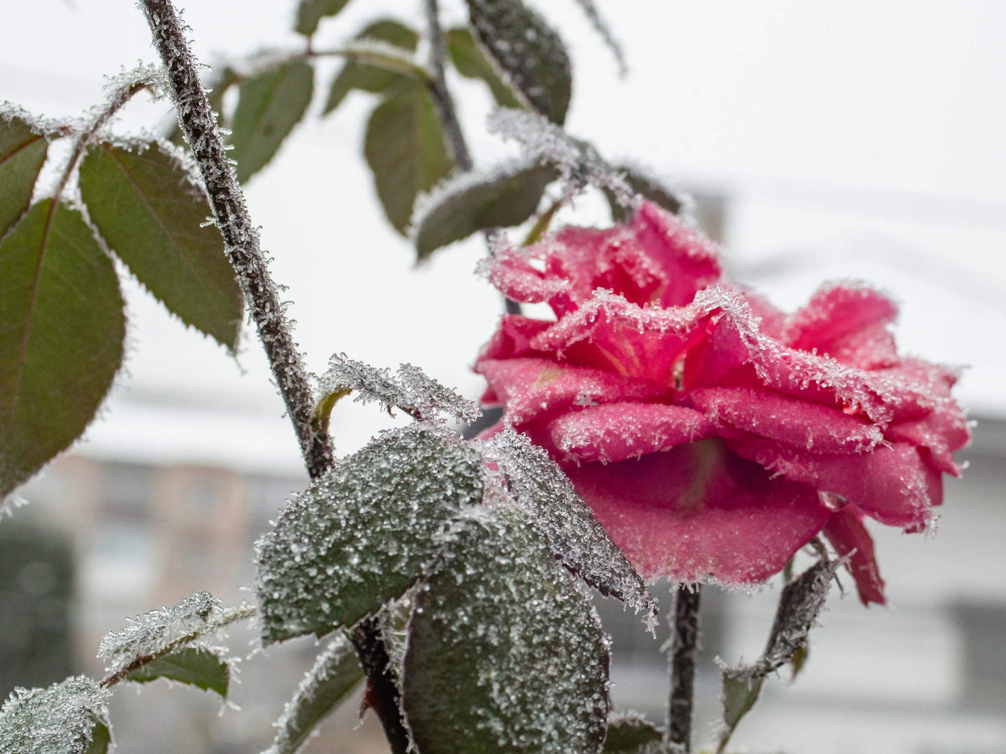 Close-up of a pink rose coated in frost, highlighting the contrast between lingering autumn blooms and the onset of colder November weather. Close-up of a pink rose coated in frost, highlighting the contrast between lingering autumn blooms and the onset of colder November weather.