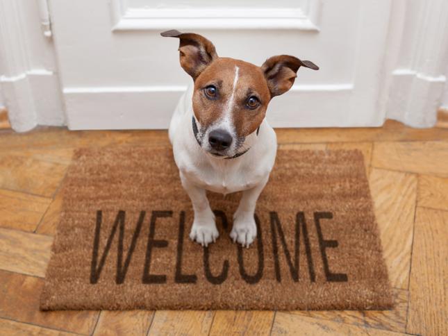 Small brown and white dog standing on a 'WELCOME' doormat in front of a white door and wooden floor. Small brown and white dog standing on a 'WELCOME' doormat in front of a white door and wooden floor.