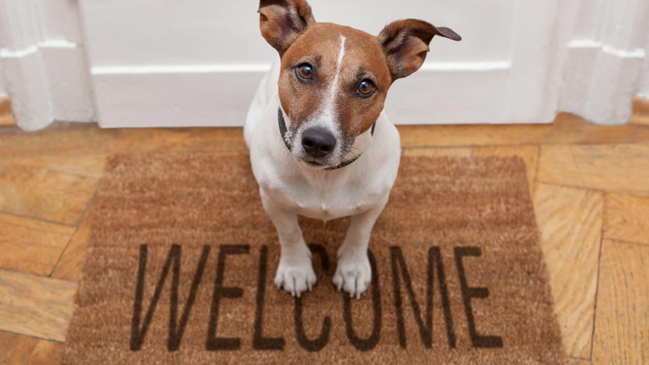 Small brown and white dog standing on a 'WELCOME' doormat in front of a white door and wooden floor. Small brown and white dog standing on a 'WELCOME' doormat in front of a white door and wooden floor.